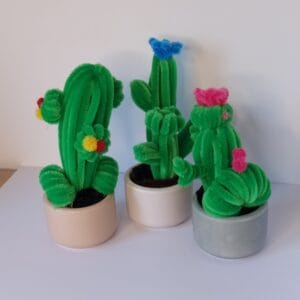 Czyścikowy kaktus w doniczce